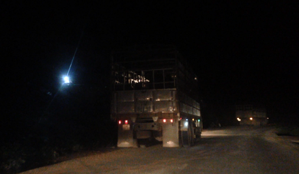 Mỗi ngày có hàng chục xe tải chở trâu, bò qua cửa khẩu