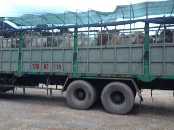 Một chiếc xe tải sau khi chở trâu, bò qua cửa khẩu về khu cách ly của Công ty Lê Dũng Linh chiều tối ngày 27/7…