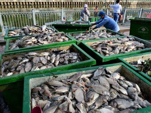 Cá chết trên kênh Nhiêu Lộc – Thị Nghè