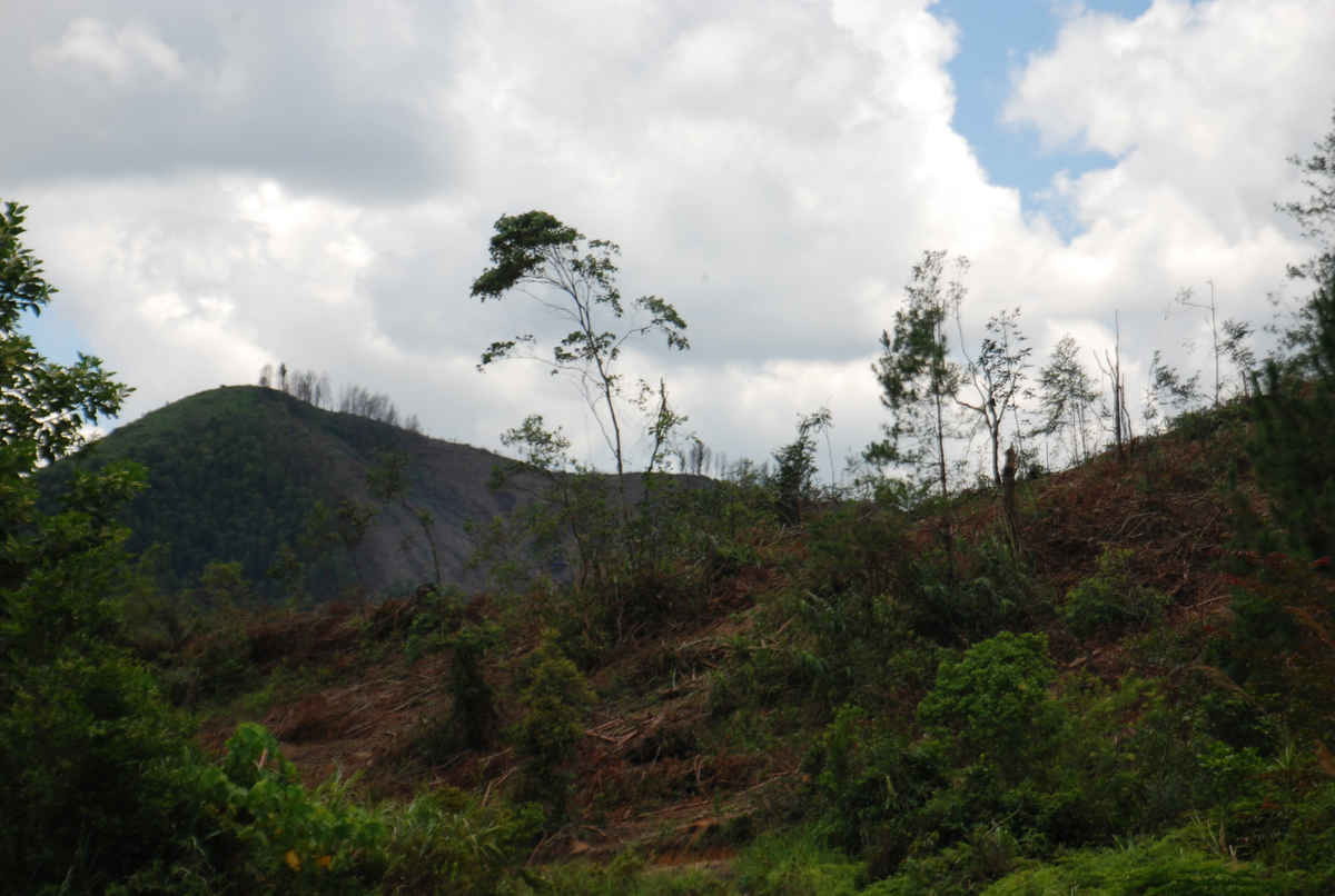 Hàng trăm ha rừng trồng đã bị cả Cty Trường Thành và người dân trồng rừng thi nhau khai thác trở thành đồi núi trọc