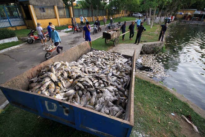 Mới đây chết nổi trắng hồ Công viên 29/3 ở Đà Nẵng là một điển hình