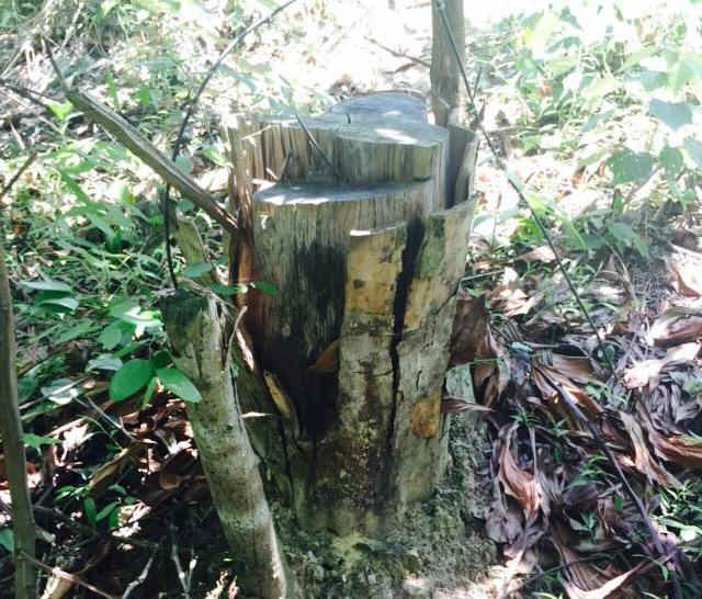Ông Phạm Văn Thắng cho rằng chỉ có dây gai, bụi rậm chứ không có nhiều cây gỗ to trong phần diện tích rừng tự nhiên mà con trai ông phát dọn