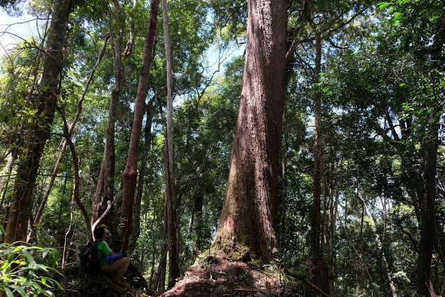 Khu rừng với hơn 1.200 cây pơ mu lớn, trong đó 725 cây có đường kính 1,5 m trở lên được công nhận cây di sản