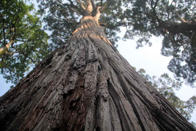 Trung bình những cây pơ mu cao khoảng 30 m, một số cây lớn cao đến 50 m, thẳng đứng với hàng chục khối gỗ. Theo người dân, nếu để lâm tặc đốn hạ, mỗi cây có giá hàng trăm triệu đồng, thậm chí tiền 
