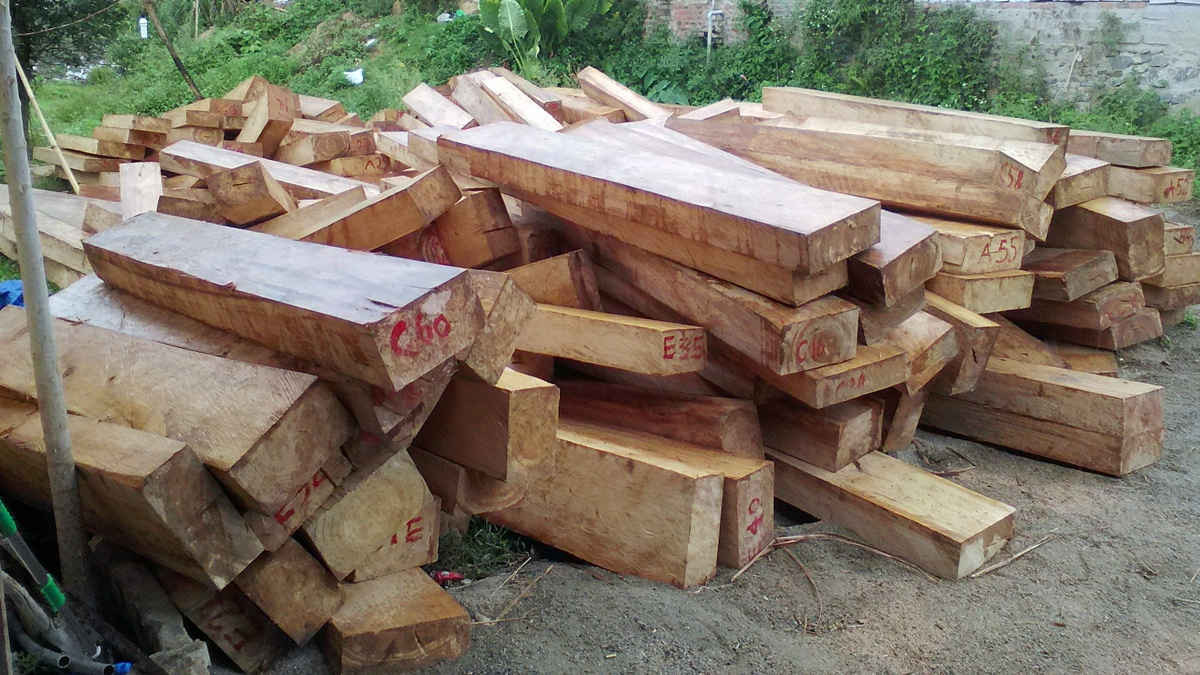 Các cơ quan chức năng phát hiện nhiều bãi tập kết gỗ pơmu với khối lượng lớn ở khu vực biên giới Việt Nam - Lào