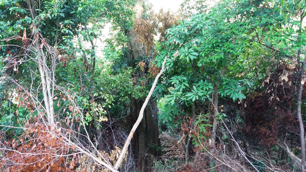 Cây cối bị chặt ngổn ngang khô héo, thảm thực vật trong rừng rậm bị đe dọa