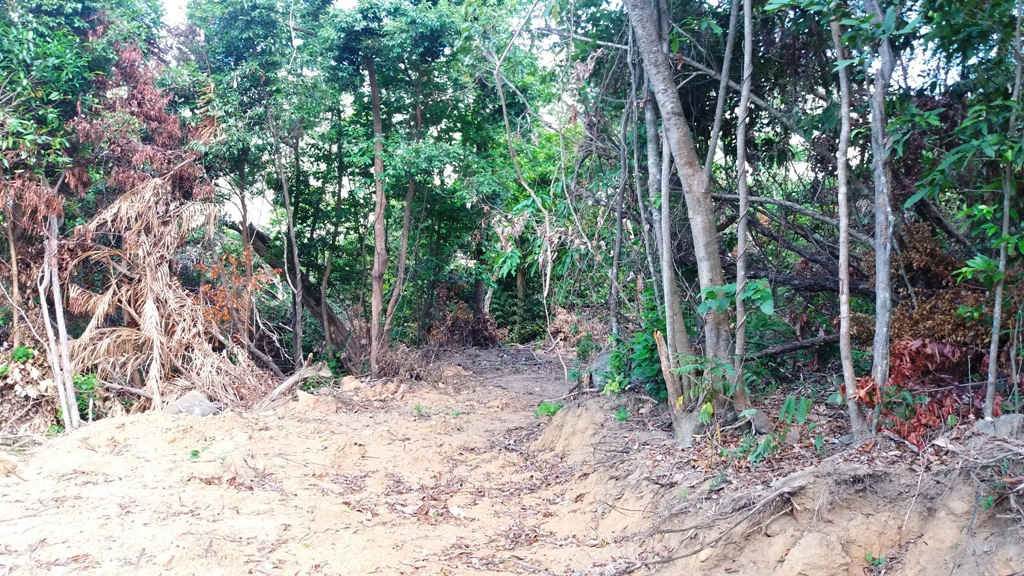 Ngay từ mép rừng keo của ông Hòe, nhân công đã tiến hành mở 3 bậc đường lên sâu vào rừng cây tự nhiên, tổng chiều dài vài cây số, chiều rộng đường trung bình từ 2 - 3 mét