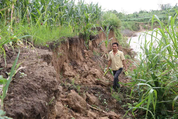 Ông Đặng Văn Quảng (thôn Quảng Hà, xã Nâm Ndir) thu gom bắp tại khu vực đất đã sạt xuống sông Krông Nô