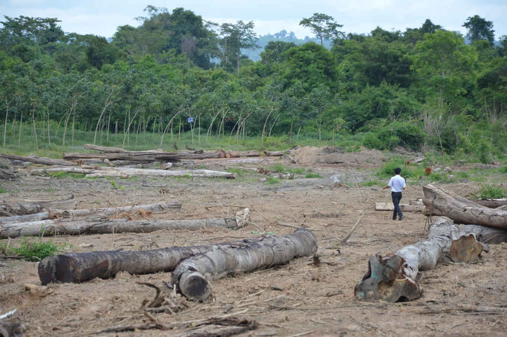 Hiện trường vụ đốn hạ gần 130ha rừng tại khoảnh 1, tiểu khu 69 Nông lâm trường Bù Đốp (Bù Đốp, Bình Phước) trong ngày 11/8/2016