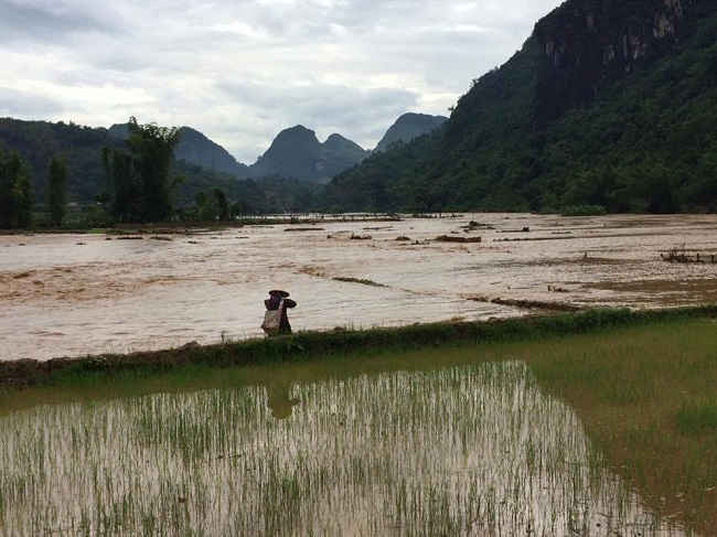 Nhiều diện tích lúa tại huyện Thuận Châu bị ngập úng.