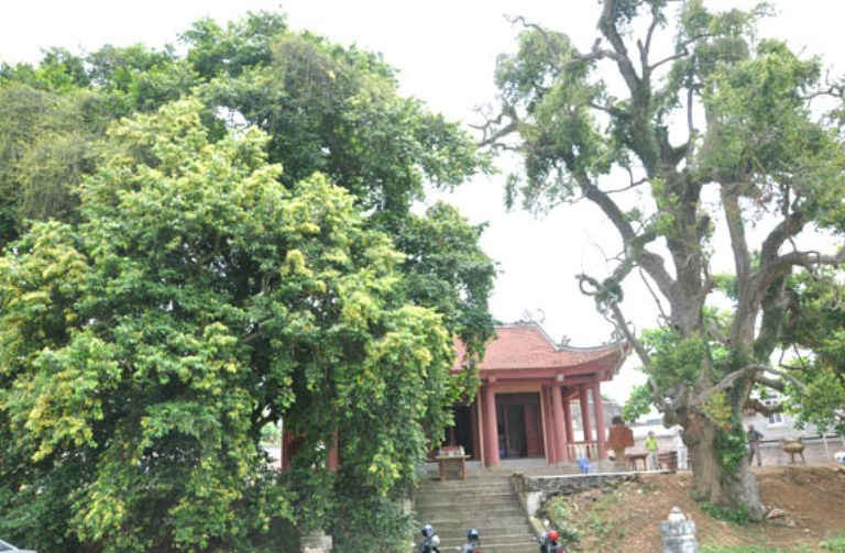 Hai cây Táu - cây di sản trước cửa đền Thiên cổ cách đây 4 năm. Ảnh: VACNE