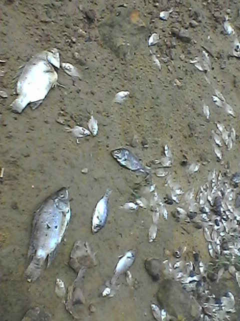 Cá chết hàng loạt ở đập Hố Chình vào nửa đầu tháng 5/2016