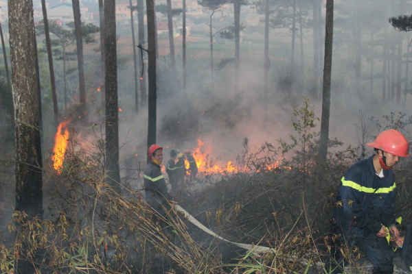 Cháy rừng là một trong những nguyên nhân khiến diện tích rừng Tây Nguyên suy giảm