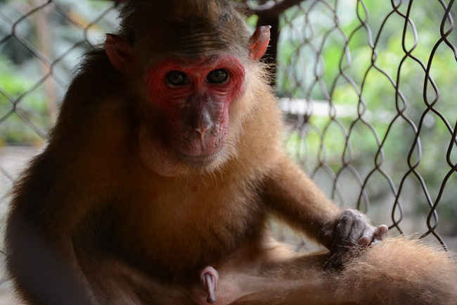 Khỉ mặt đỏ đang được đưa trở lại rừng ở Yên Bái