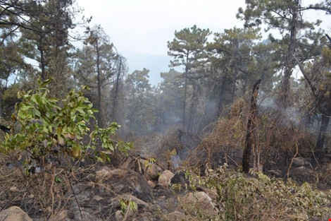Thông tin ban đầu, được biết sáng 17/8, người dân đốt thực bì tại khu vực rừng phía Nam núi Hải Vân thì ngọn lửa lan rộng gây cháy