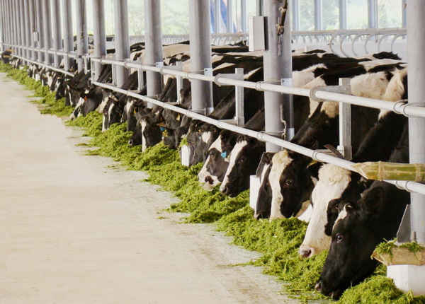 Đến nay, Vinamilk đã có 10 trang trại trải dài khắp Việt Nam có quy mô lớn với toàn bộ bò giống nhập khẩu từ Úc, Mỹ và New Zealand