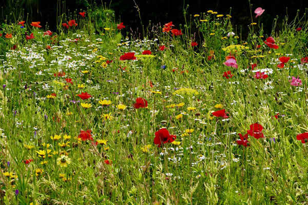 Đồng cỏ hoa dại vào một buổi chiều đầy nắng ở Vịnh Worbarrow ở Dorset (Anh).