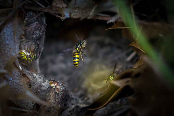 Một con ong thường tha miếng gỗ mục nát trong miệng của nó từ lỗ này đến tổ của nó ở Yorkshire (Anh). Ảnh: Rebecca Cole / Alamy