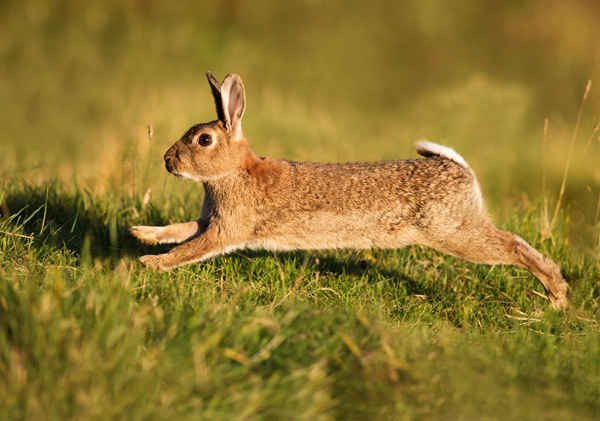 Một con thỏ châu Âu hoang dã chạy trong ánh nắng chiều tà ở Warwickshire (Anh). Ảnh: Jerome Murray / Alamy Stock Photo