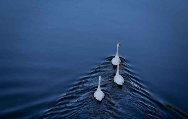 3 con thiên nga bơi ở kênh Landwehr ở Berlin. Ảnh: Kay Nietfeld / AFP / Getty Images
