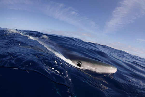 Một con cá mập xanh lướt trên bề mặt biển gần Santa Maria ở Azores. Ảnh: Nuno Sa / NPL / Alamy