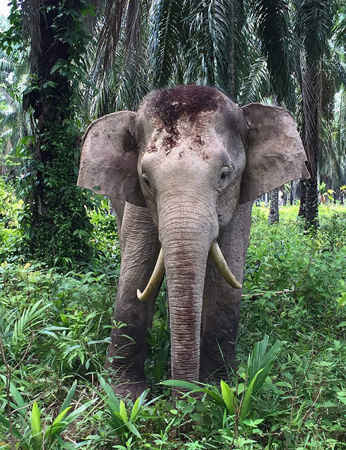 Một quan chức động vật hoang dã nói với AFP rằng con voi lùn quý hiếm này với những chiếc ngà mọc quặp xuống dưới thay vì hướng lên trên, khiến nó trông giống như một con hổ răng kiếm được tìm thấy trên đảo Borneo ở Malaysia. Ảnh: Cục Động vật hoang dã bang Sabah (Malaysia) / AFP / Getty Images