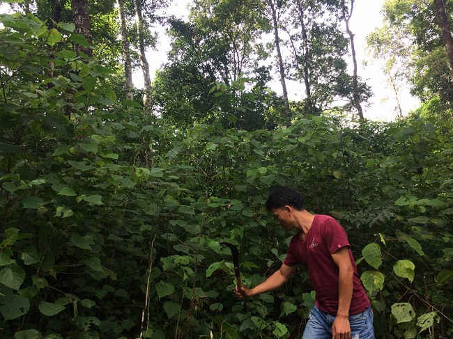 Anh Lù A Sài, Phó bản Chù Lìn xã Hồ Thầu phát dọn bụi của cánh rừng tham gia chương trình quản lý rừng bền vững