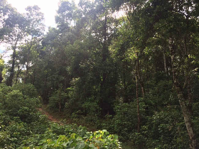 Cánh rừng bản Chù Lìn tham gia chương trình quản lý rừng bền vững