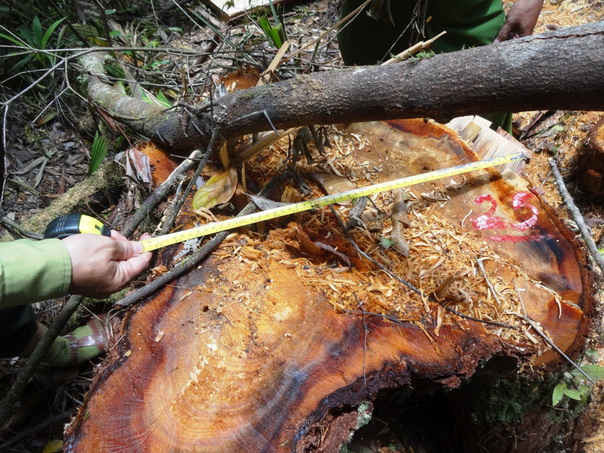 Có tổng cộng 60 gốc gỗ pơ mu bị chặt hạ tại khu vực vành đai biên giới thuộc tỉnh Quảng Nam và Sê Kông, Lào