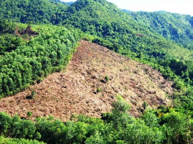 Nạn phá rừng đang diễn ra rầm rộ tại huyện An Lão