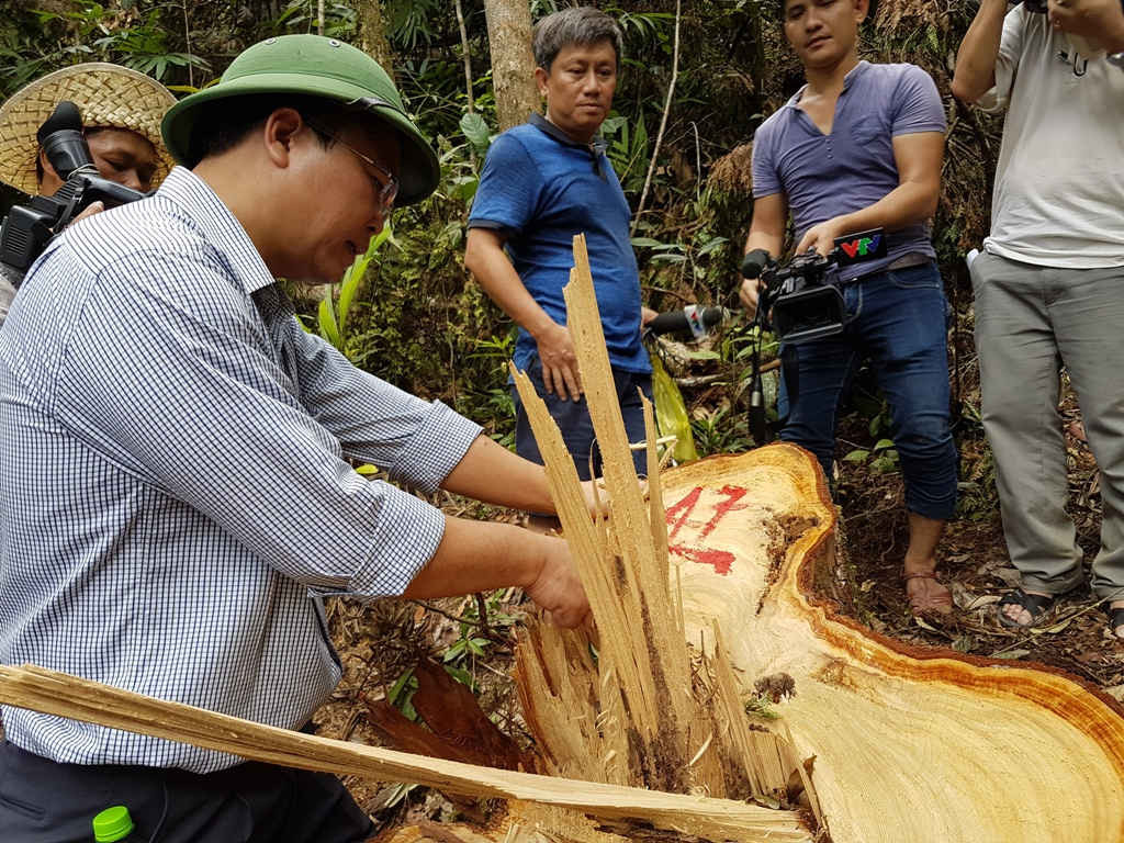 Cơ quan điều tra xác định có 60 gốc pơ mu bị chặt hạ với tổng khối lượng hơn 114m3, trong đó có 41 gốc cây pơ mu với khối lượng gần 76m3 trên địa bàn xã La Dêê, còn 19 gốc nằm trên đất Lào