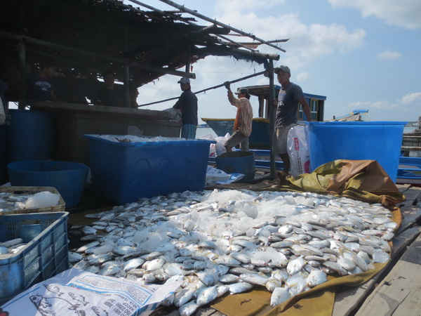 Cá chết ở xã đảo Long Sơn năm 2015