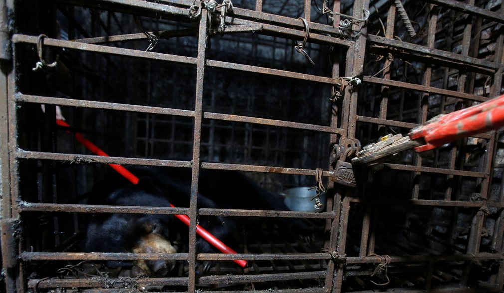 Một người đàn ông phá vỡ khóa để giải cứu một chú gấu mặt trời ở Nam Định, Việt Nam. Ảnh: KHAM / Reuters