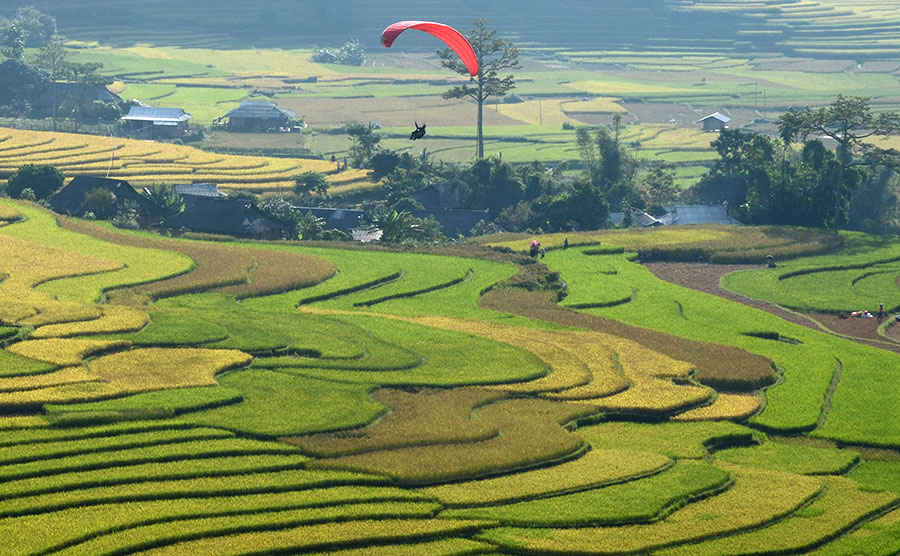 Dù lượn bay trên cánh đồng ruộng bậc thang Mù Căng Chải dưới chân đèo Khau Phạ năm 2015.