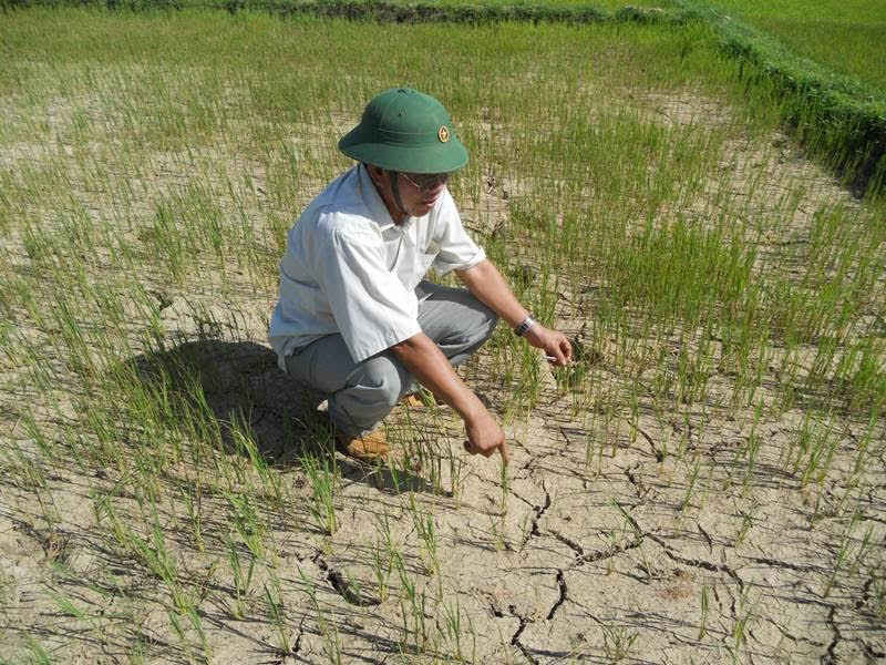 Nhiều diện tích lúa tại thôn Chánh An bị thiếu nước, đất ruộng nứt nẻ, lúa dần dần cháy vàng