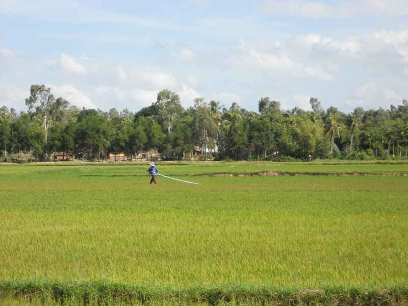 Người dân xã Cát Hanh kéo vòi ra ruộng để bơm nước cứu lúa
