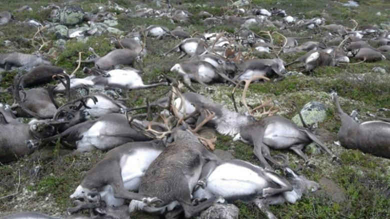 Đàn tuần lộc hơn 320 con bị sét đánh chết ở Na Uy
