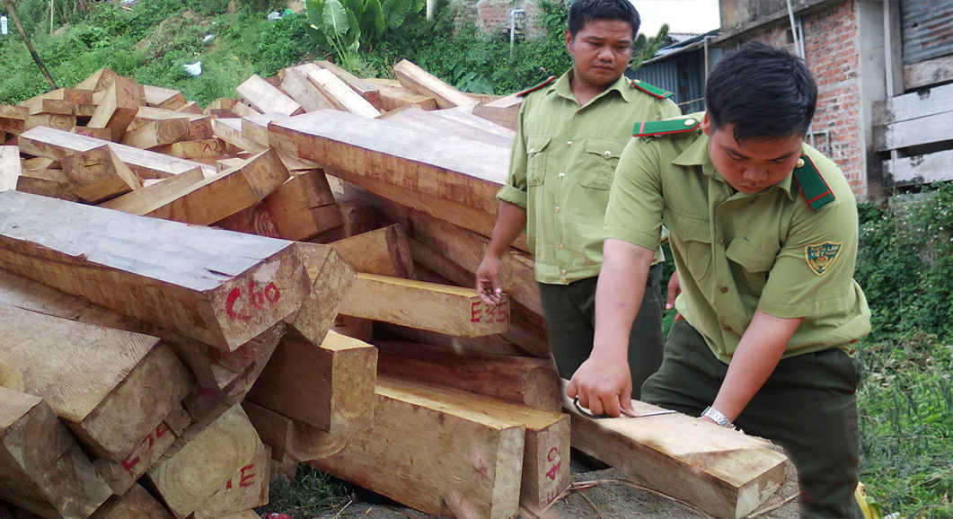 Nổi cộm gần đây nhất là vụ phá rừng pơmu tại khu vực biên giới Việt – Lào ở huyện Nam Giang, tỉnh Quảng Nam