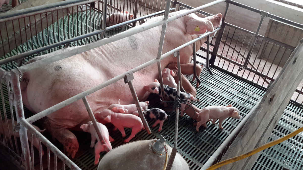 Mỗi năm Công ty sản xuất và cung cấp trên 10 nghìn con lợn giống