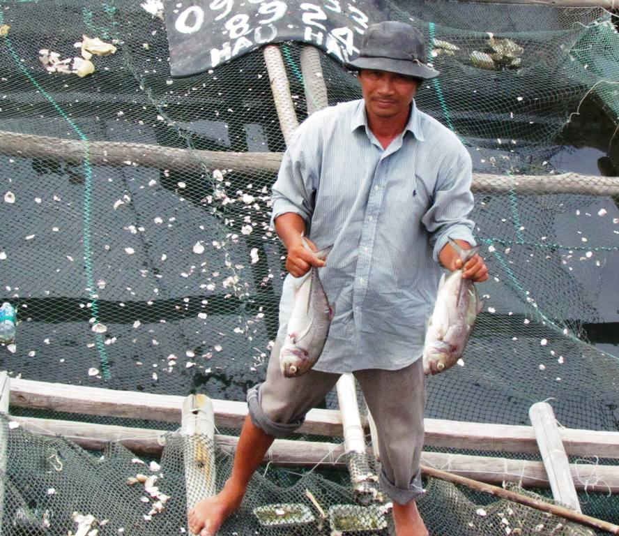 Cá nuôi lồng bè ở Sa Huỳnh chết hàng loạt