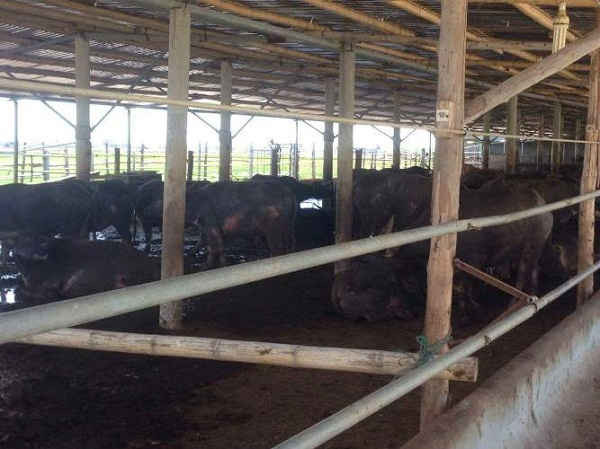 Trang trại trâu, bò vẫn hoạt động sau khi đã có quyết định di dời