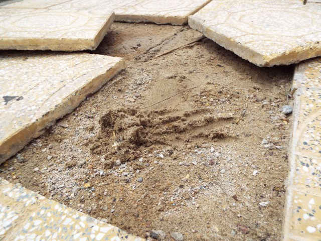 Gạch lát ở nhiều vị trí gạch lát bị dộp, bóc. Có thể dễ dàng nhận thấy, bên dưới nền gạch hầu như không có hồ (vữa) xi măng, mà chỉ là… cát