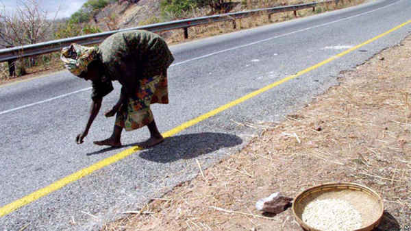 Aluniya Ngulube thu nhặt các hạt ngô tại hiện trường vụ tai nạn xe tải chở ngôbị đổ trên một con đường ở Zambia vào tháng 8/2002. Ảnh: voanews