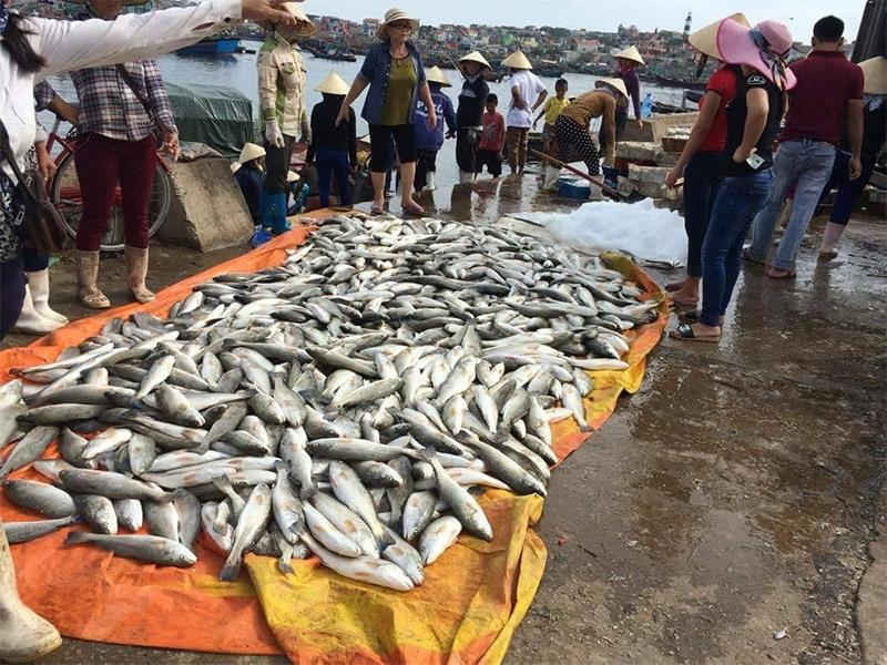 Hàng chục tấn cá lồng của người dân xã đảo Nghi Sơn chết bất thường chưa rõ nguyên nhân