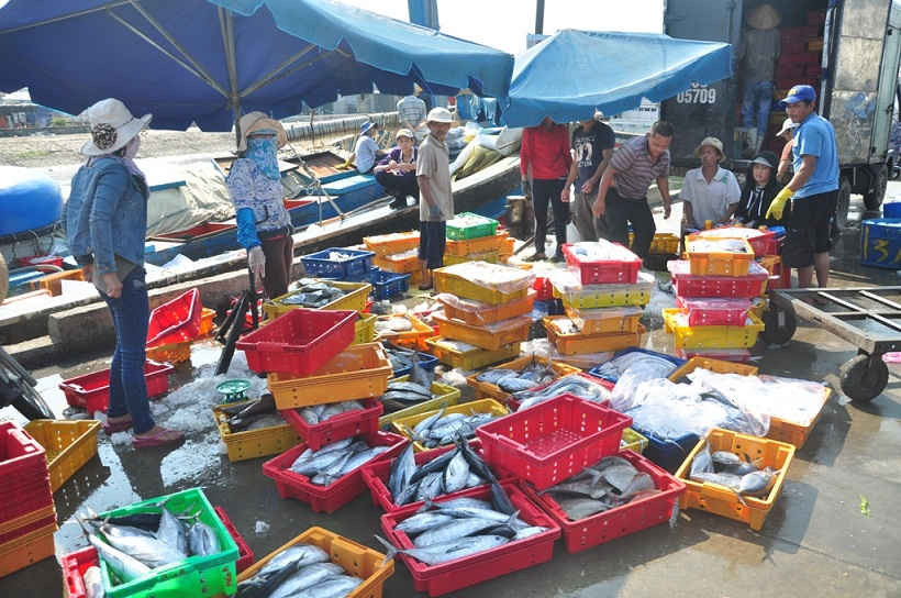 Chủ trương hỗ trợ ngư dân kịp thời của TP. Đà Nẵng là đòn bẩy để nghề cá của địa phương phát triển bền vững