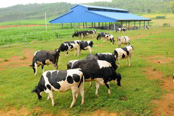 Hệ thống trang trại được xây dựng khép kín, tự động hóa với giống bò được tuyển chọn kỹ lưỡng nhằm đem đến năng suất sữa cao nhất