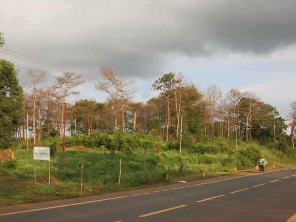 Diện tích đất lâm nghiệp của Công ty Lâm nghiệp Trường Xuân mà vợ chồng ông Sơn, bà Khanh đang canh tác có vị trí đẹp và nằm ngay bên quốc lộ. 