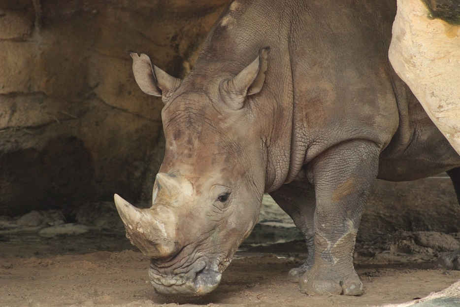 Tại Việt Nam, tê giác chỉ còn được nhìn thấy trong các vườn thú (Ảnh ENV)