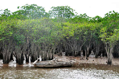  Hệ sinh thái rừng ngập mặn ở Quảng Ninh