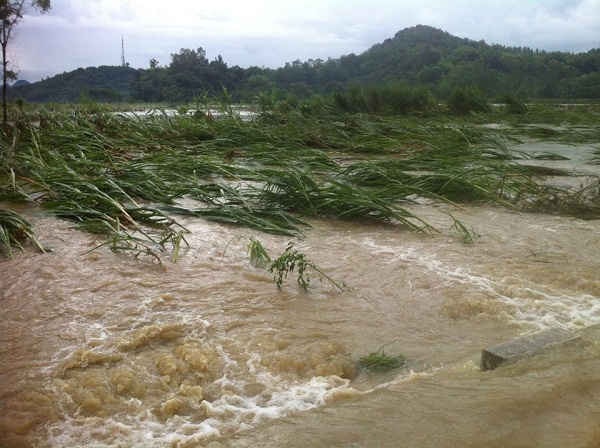 Mưa lớn khiến nhiều diện tích lúa và hoa màu ngập nước, hư hỏng